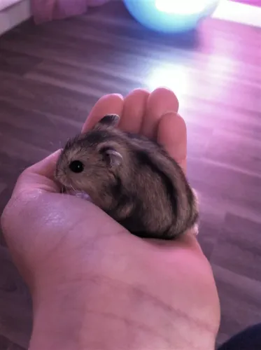 Hamster anão russo