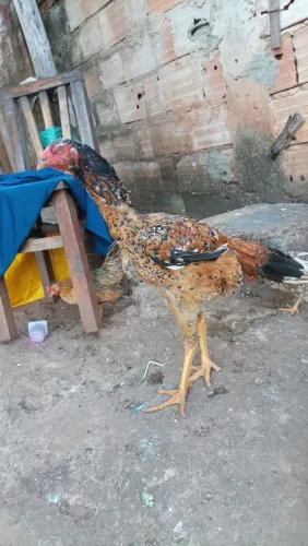 Galo