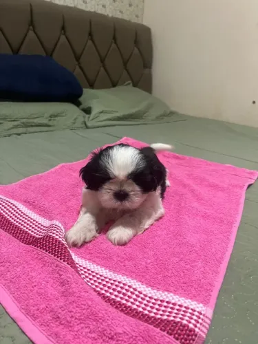 Filhote de shihtzu fêmea com 45 dias 