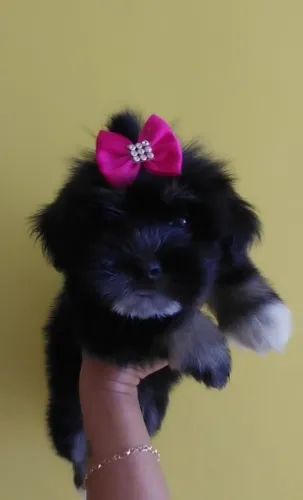 Vendo filhotes de Lhasa apso