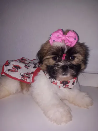 Cachorro