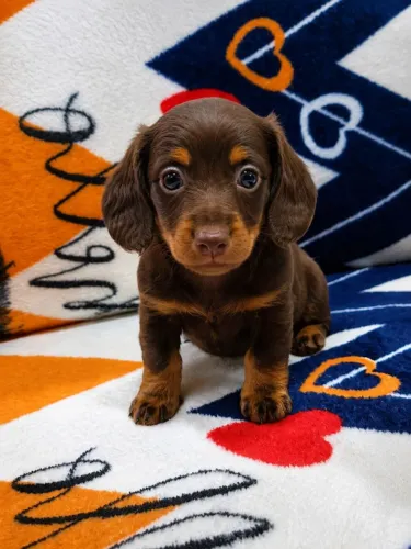 Daschund pelo longo olhos claro 