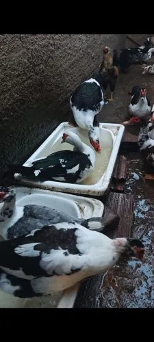 Pato e Pata