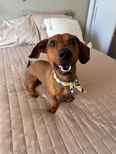 Daschund 1 ano