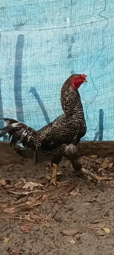 vendo galo e Pato 