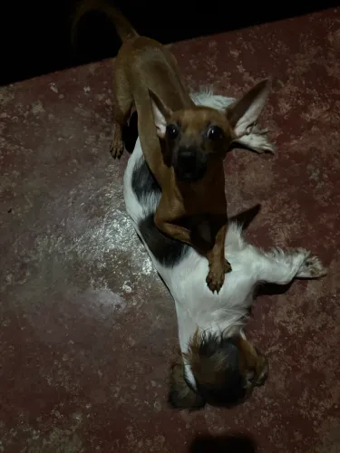 Vendo uma pincher fêmea adulta