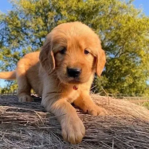 Filhotes de Golden Retriever | Filhotes que alegram a casa.