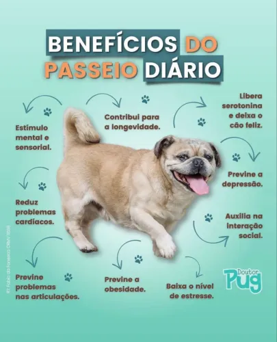 Passeios Seguros para Seu Cão