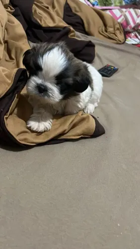 Filhote Shih tzu