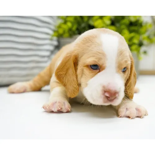Beagle Bicolor/ Entregamos ainda hoje 