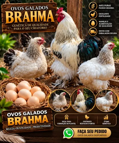 OVOS GALADOS GALINHA BRAHMA