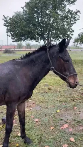Vendo burro e carroça
