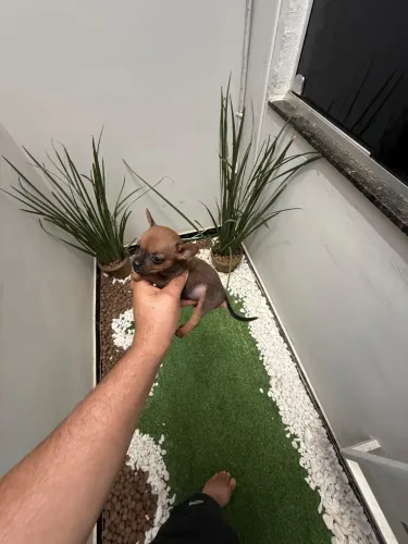 Pinscher fêmea