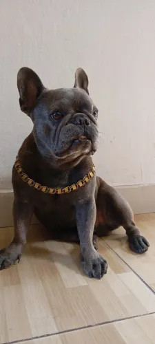 Vendo um Bulldog urgente motivo mudança