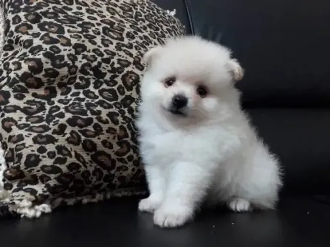 Lulu da pomerania com toda atenção na negociação