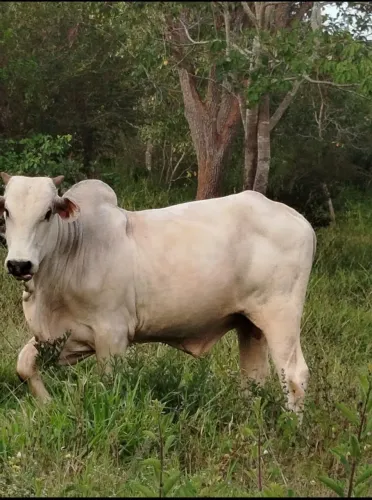 Vendo Touro e Tourinho Nelore