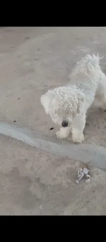 Poodle troco por fêmea buldogue ou Bully