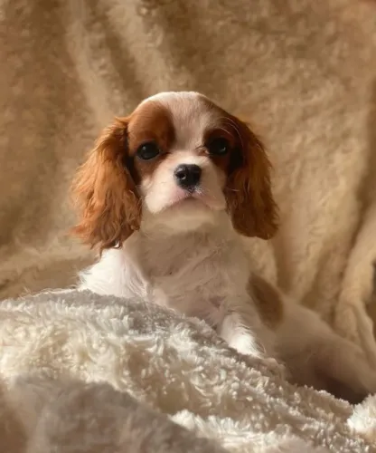 Cavalier King - Filhotes Selecionados Com Contrato de Compra e Venda