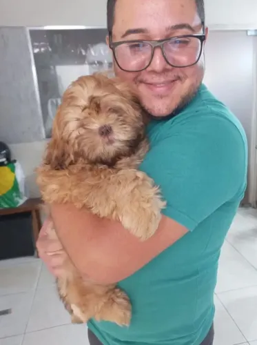 Shihtzu