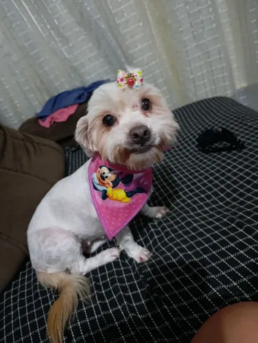 Doando cachorro