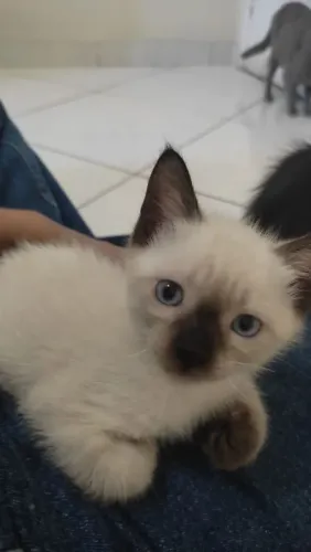 Tô doando esses gatos