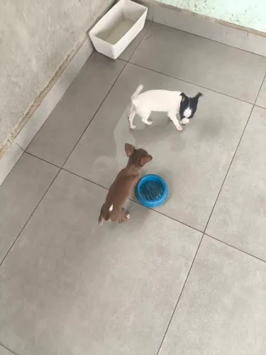 Vendo pinscher fêmea 