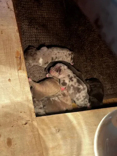 American bully / filhotes