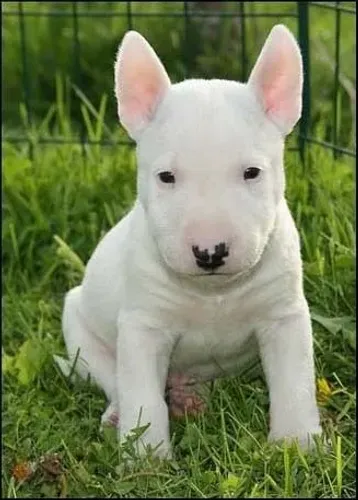 Bull Terrier Inglês A vida com rabo balançando