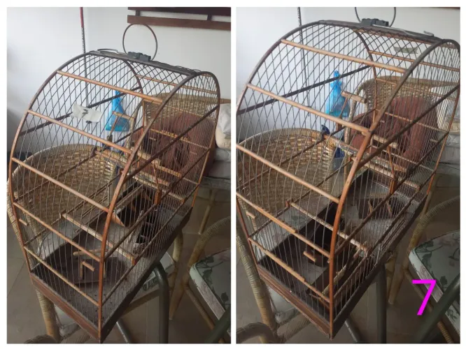 9 gaiolas Bicudo / Curió macho & fêmea 
