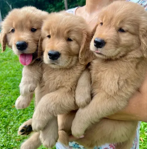 Golden machinhos padrinhadores 