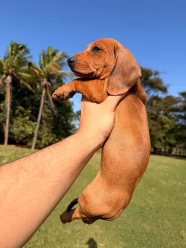 Filhotes de Dachshund Miniatura
