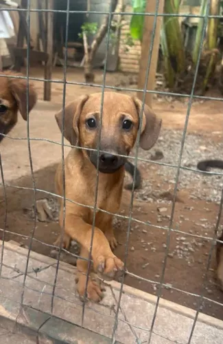 Cachorra fêmea 3 meses