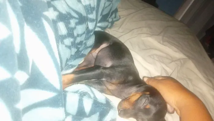 Adoção de pinscher n1 5 meses