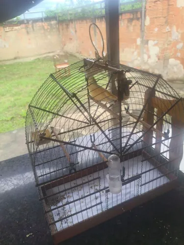 Gaiola de canário N4