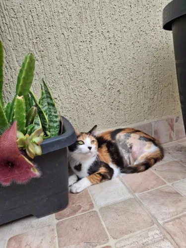 Gatinha para adoção