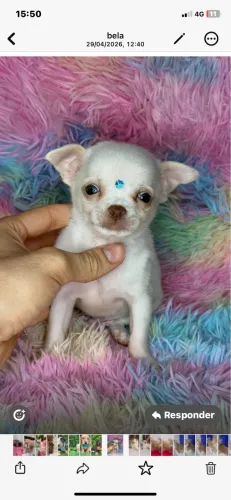 Chihuahua macho