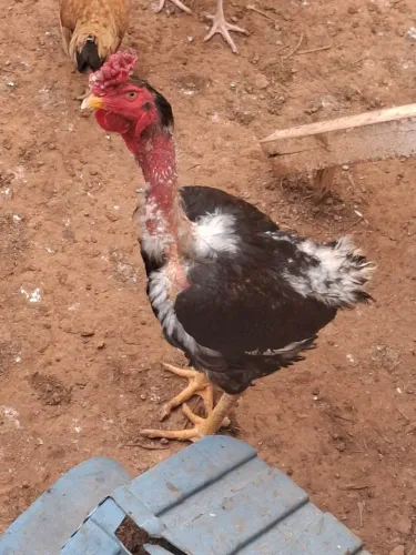 Vendo lindo galo caipirão