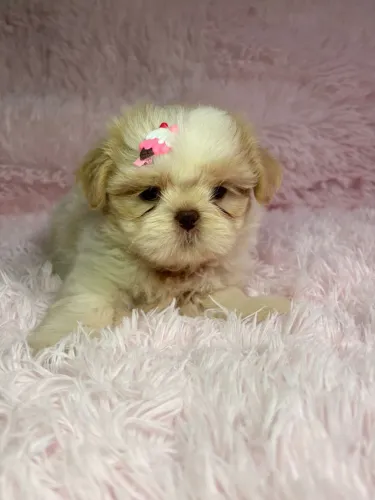 Fêmeas Shihtzu Areia 