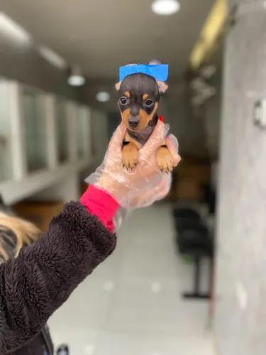 Pinscher fêmea/macho disponível em loja-filhotes com exclusividade e garantias em contrato