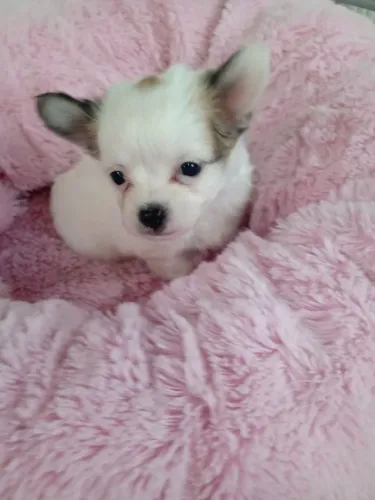 Machinho de chihuaua pelo longo