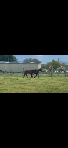 Potrinhos Manga Larga