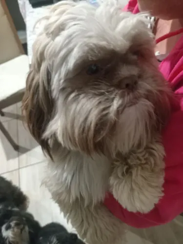 PROCURAMOS UMA NAMORADA