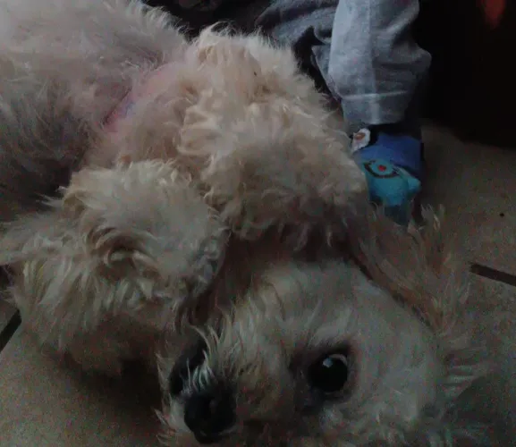 Doação Lhasa com poodle 