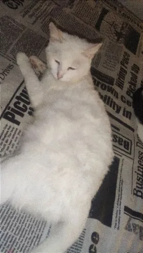 gatinha branca castrada extremamente dócil 