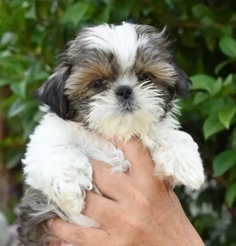 Shih Tzu Fêmea Linda