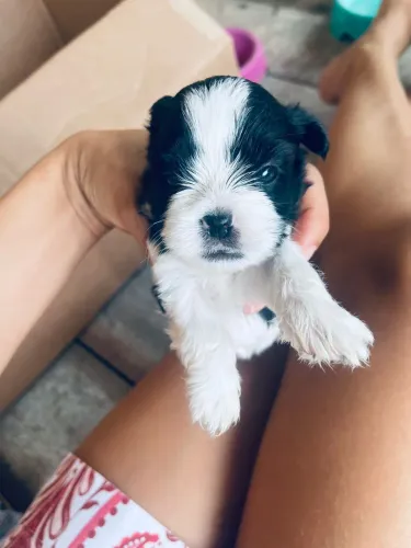 Vendo filhotes de shitzu