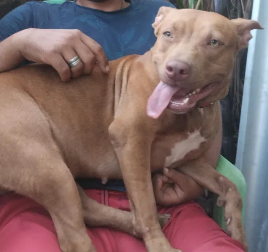 Doar Pitbull 