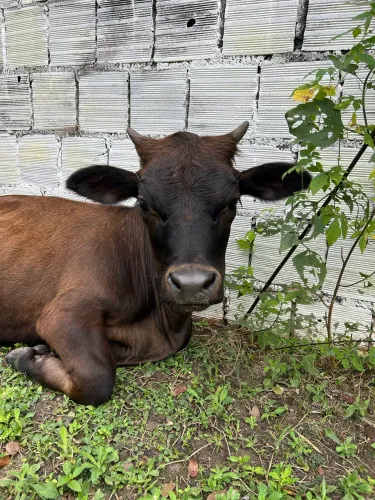 Mini vaca