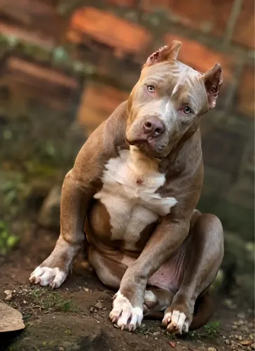 PITMONSTER DE 6 MESES A VENDA.