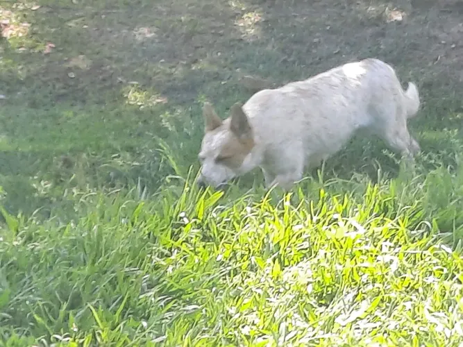 Doa se 2 cachorro de lida de gado
